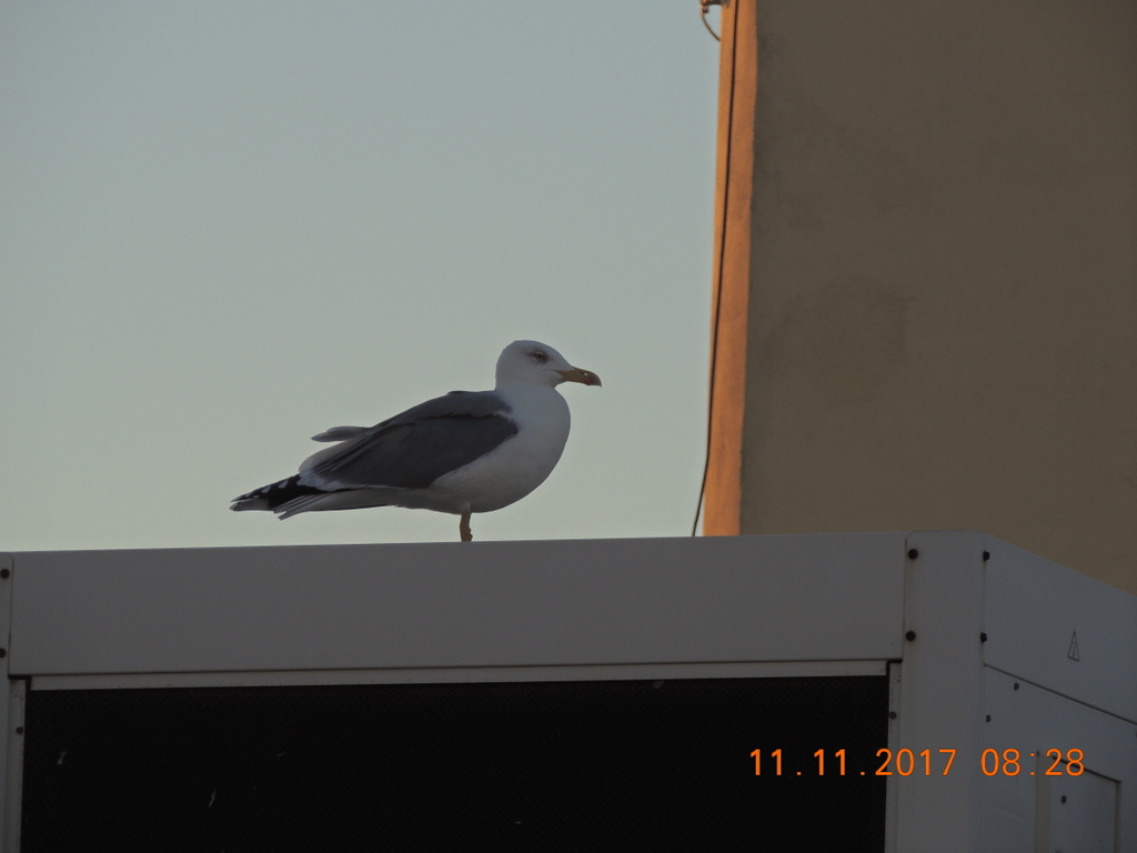 Foto n.90 - (Cliccare per chiudere la finestra)