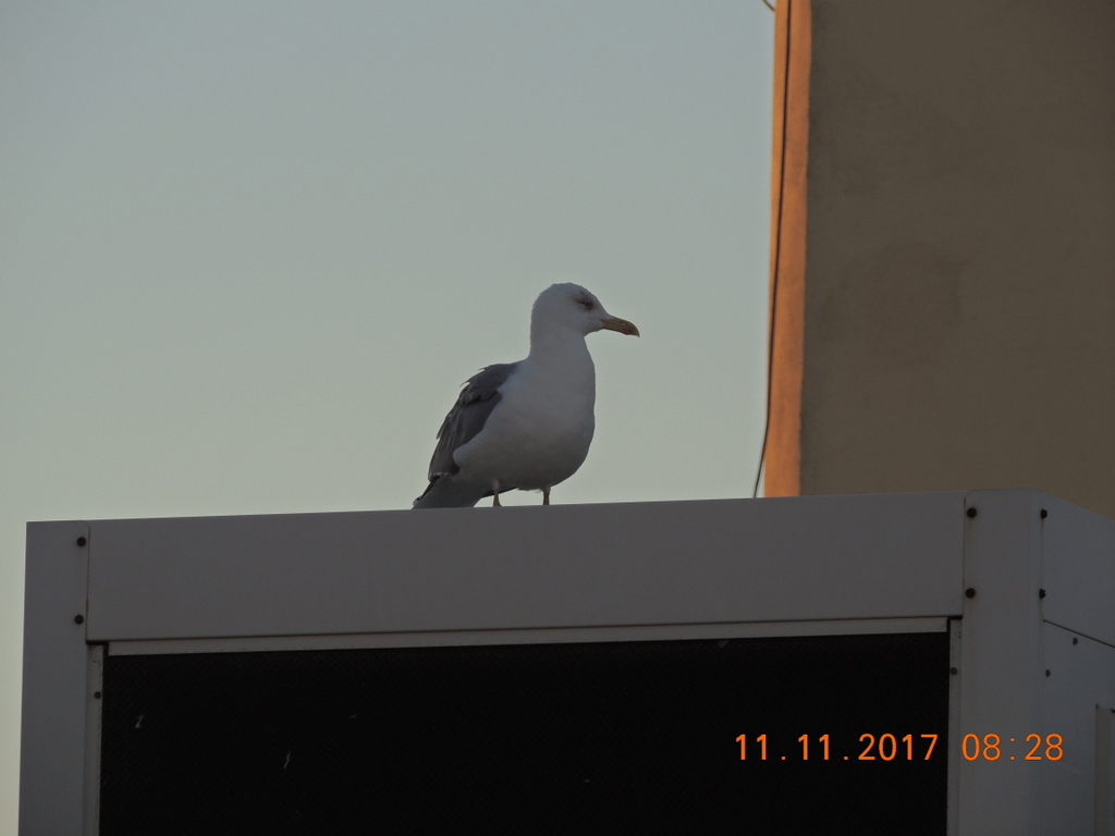 Foto n.91 - (Cliccare per chiudere la finestra)