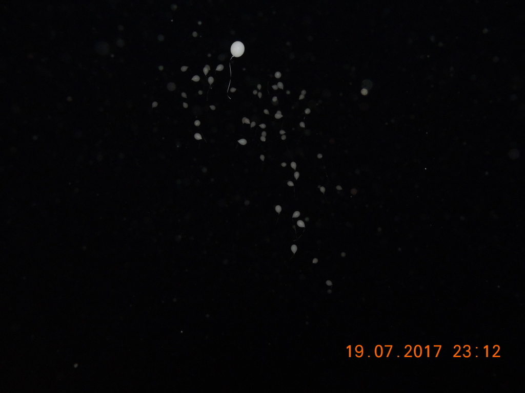 Foto n.49 - (Cliccare per chiudere la finestra)