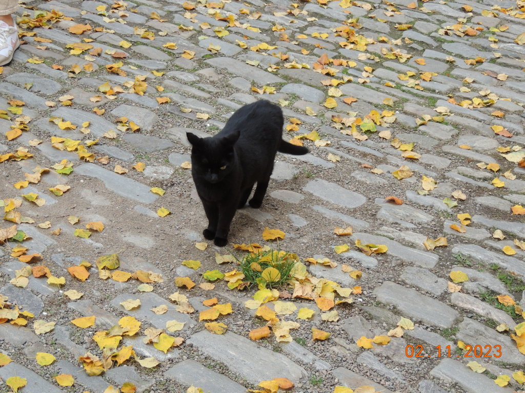 Foto n.156 - (Cliccare per chiudere la finestra)