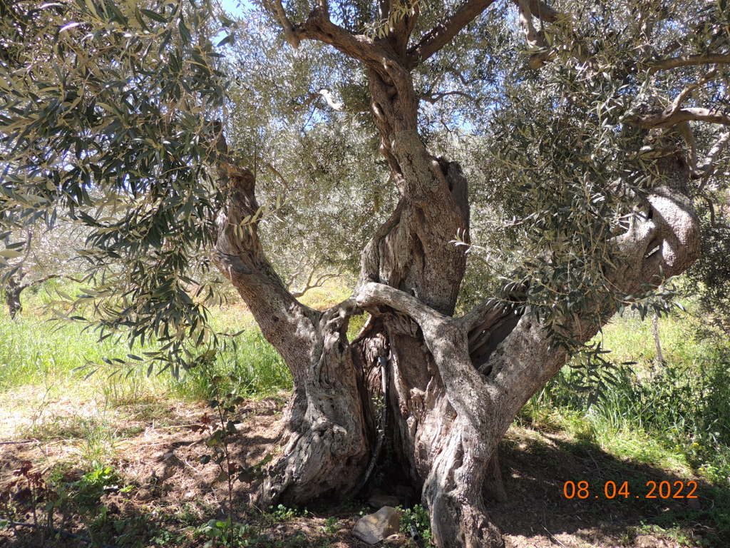 Foto n.69 - (Cliccare per chiudere la finestra)
